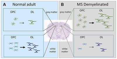 Shaping of Regional Differences in Oligodendrocyte Dynamics by Regional Heterogeneity of the Pericellular Microenvironment